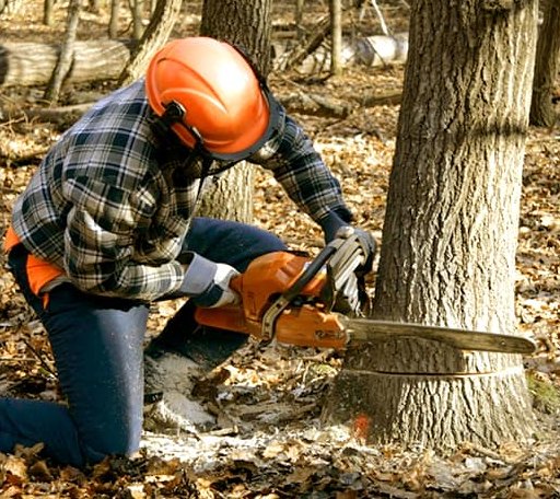 Tree Removal in Frankford, MO